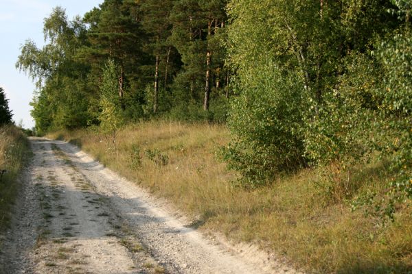 Semechnice, 31.7.2008
Stepní vegetace na okraji lesa na jihozápadním okraji vrchu Chlum. Mezi travinami je hojně zastoupena válečka prapořitá (Brachypodium pinnatum). Biotop kovaříka Agriotes gallicus.
Schlüsselwörter: Semechnice Chlum step Agriotes gallicus