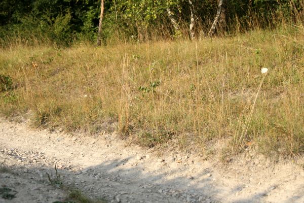 Semechnice, 31.7.2008
Stepní vegetace na okraji lesa na jihozápadním okraji vrchu Chlum. Mezi travinami je hojně zastoupena válečka prapořitá (Brachypodium pinnatum). Biotop kovaříka Agriotes gallicus.
Keywords: Semechnice Chlum step Agriotes gallicus