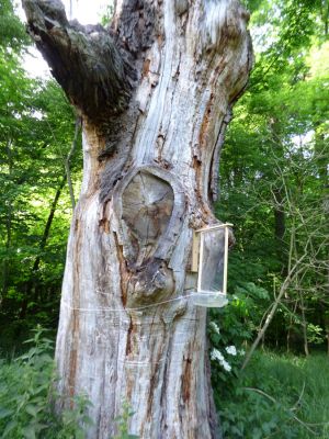 Nové Dvory, 7.6.2016
Kačina. Odumřelý dub s instalovanou nárazovou pastí. Biotop mnohých význačných druhů – např. Nemozoma caucasicum, Teredus opacus, Corticeus bicoloroides a Lacon querceus.
Schlüsselwörter: Nové Dvory Kačina Lacon querceu