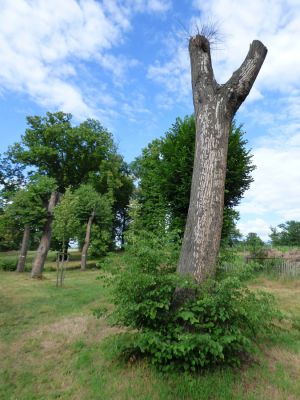 Nové Dvory, 28.6.2016
Kačina. Odumírající lípy v aleji vedoucí k zámku. Biotop druhů Colobicus hirtus, Synchita separanda, Diaclina fagi, Lamprodila rutilans, Mycetophagus fulvicollis.
Klíčová slova: Nové Dvory Kačina Isorhipis melasoides