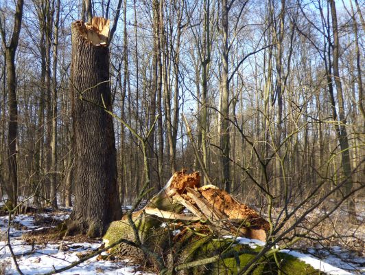 Nové Dvory, 14.2.2017
Kačina. Čerstvě zlomený dub osídlený druhy Lacon querceus, Ampedus cardinalis, Pycnomerus terebrans, Corticeus bicoloroides a Pentaphyllus testaceus. 
Mots-clés: Nové Dvory Kačina Lacon querceus Ampedus cardinalis