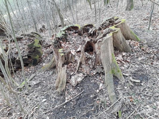 Nové Dvory, 1.1.2018
Kačina. Dubový pařez osídlený kovaříky Ampedus nigerrimus, A. brunnicornis, A. cardinalis, A. pomorum a A. balteatus.
Klíčová slova: Nové Dvory Kačina Ampedus nigerrimus brunnicornis cardinalis pomorum balteatus