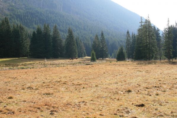 Pec pod Sněžkou, 5.11.2018
Krkonoše, pastvina v Obřím dole.
Klíčová slova: Krkonoše Pec pod Sněžkou Obří důl