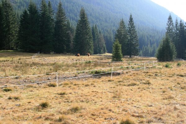 Pec pod Sněžkou, 5.11.2018
Krkonoše, pastvina v Obřím dole.
Schlüsselwörter: Krkonoše Pec pod Sněžkou Obří důl