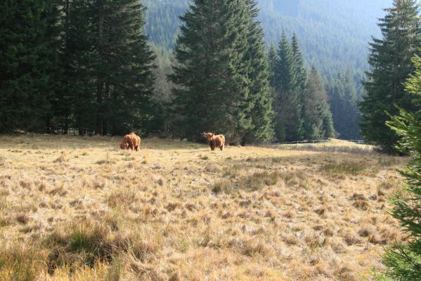 Pec pod Sněžkou, 5.11.2018
Krkonoše, pastvina v Obřím dole.
Keywords: Krkonoše Pec pod Sněžkou Obří důl