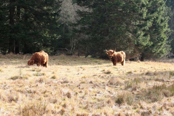 Pec pod Sněžkou, 5.11.2018
Krkonoše, pastvina v Obřím dole.
Klíčová slova: Krkonoše Pec pod Sněžkou Obří důl