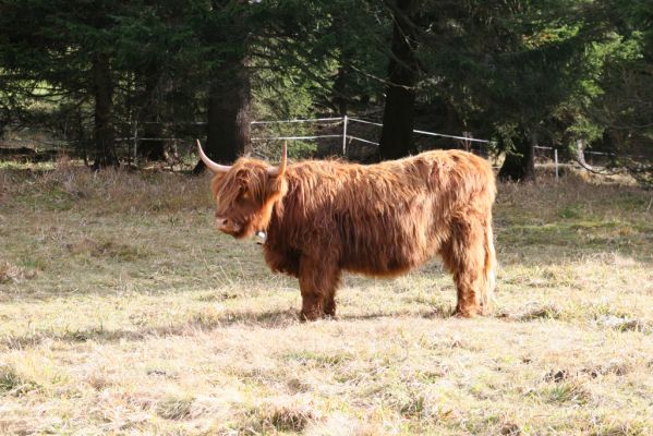 Pec pod Sněžkou, 5.11.2018
Krkonoše, pastvina v Obřím dole.
Klíčová slova: Krkonoše Pec pod Sněžkou Obří důl