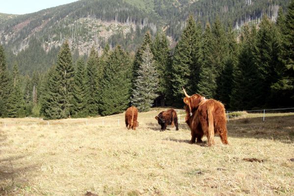 Pec pod Sněžkou, 5.11.2018
Krkonoše, pastvina v Obřím dole.
Klíčová slova: Krkonoše Pec pod Sněžkou Obří důl