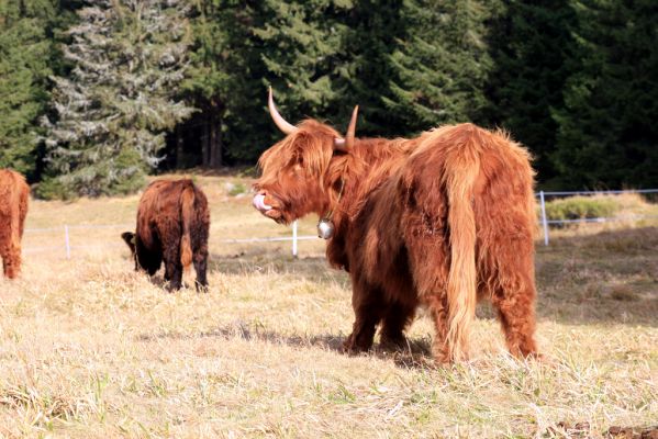 Pec pod Sněžkou, 5.11.2018
Krkonoše, pastvina v Obřím dole.
Keywords: Krkonoše Pec pod Sněžkou Obří důl