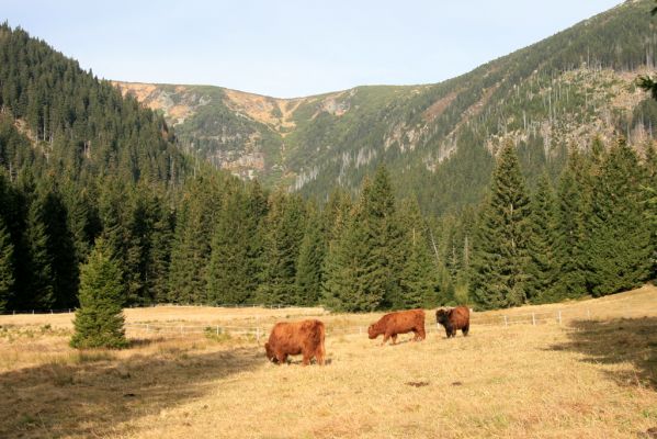 Pec pod Sněžkou, 5.11.2018
Krkonoše, pastvina v Obřím dole.
Mots-clés: Krkonoše Pec pod Sněžkou Obří důl