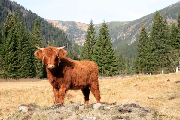 Pec pod Sněžkou, 5.11.2018
Krkonoše, pastvina v Obřím dole.
Klíčová slova: Krkonoše Pec pod Sněžkou Obří důl