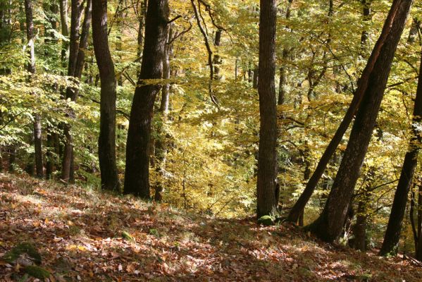 Obyce, 13.10.2013
Pohronský Inovec, Záhradská dolina - vrch Cerov.
Schlüsselwörter: Pohronský Inovec Obyce Záhradská dolina vrch Cerov