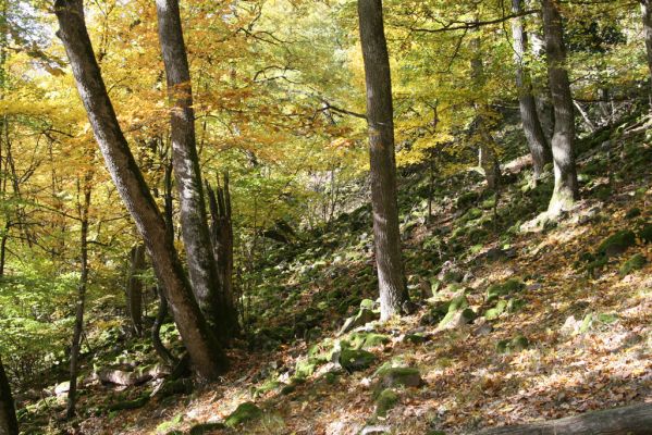 Obyce, 13.10.2013
Pohronský Inovec, Záhradská dolina - vrch Cerov.
Schlüsselwörter: Pohronský Inovec Obyce Záhradská dolina vrch Cerov