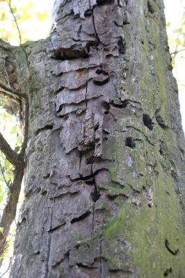 Obyce, 13.10.2013
Pohronský Inovec, Záhradská dolina - vrch Dúbrava.
Schlüsselwörter: Pohronský Inovec Obyce Záhradská dolina vrch Dúbrava