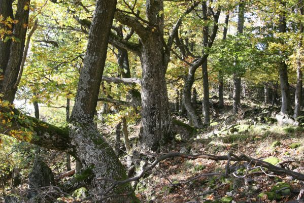 Obyce, 13.10.2013
Pohronský Inovec, Záhradská dolina - vrch Dúbrava.
Klíčová slova: Pohronský Inovec Obyce Záhradská dolina vrch Dúbrava