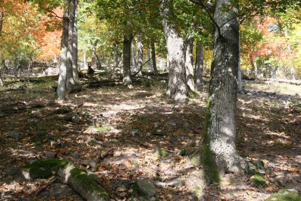 Obyce, 13.10.2013
Pohronský Inovec, Záhradská dolina - vrch Cerov.
Klíčová slova: Pohronský Inovec Obyce Záhradská dolina vrch Cerov