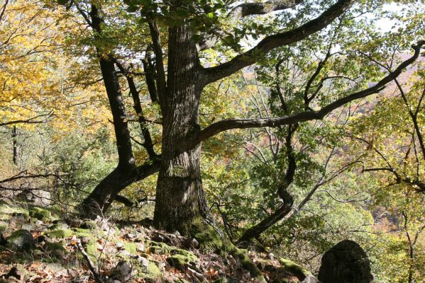 Obyce, 13.10.2013
Pohronský Inovec, Záhradská dolina - vrch Dúbrava.
Klíčová slova: Pohronský Inovec Obyce Záhradská dolina vrch Dúbrava