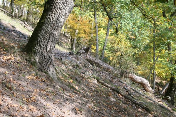 Obyce, 13.10.2013
Pohronský Inovec, Záhradská dolina - vrch Cerov.
Schlüsselwörter: Pohronský Inovec Obyce Záhradská dolina vrch Cerov