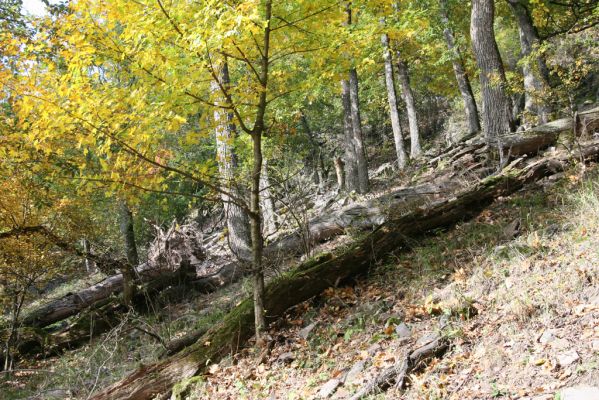 Obyce, 13.10.2013
Pohronský Inovec, Záhradská dolina - vrch Cerov.
Keywords: Pohronský Inovec Obyce Záhradská dolina vrch Cerov