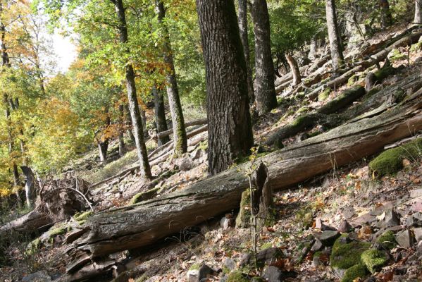 Obyce, 13.10.2013
Pohronský Inovec, Záhradská dolina - vrch Cerov.
Klíčová slova: Pohronský Inovec Obyce Záhradská dolina vrch Cerov