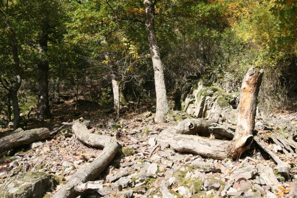 Obyce, 13.10.2013
Pohronský Inovec, Záhradská dolina - vrch Cerov.
Klíčová slova: Pohronský Inovec Obyce Záhradská dolina vrch Cerov