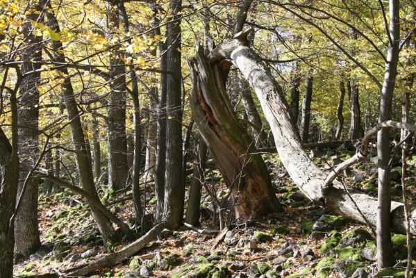 Obyce, 13.10.2013
Pohronský Inovec, Záhradská dolina - vrch Dúbrava.
Klíčová slova: Pohronský Inovec Obyce Záhradská dolina vrch Dúbrava