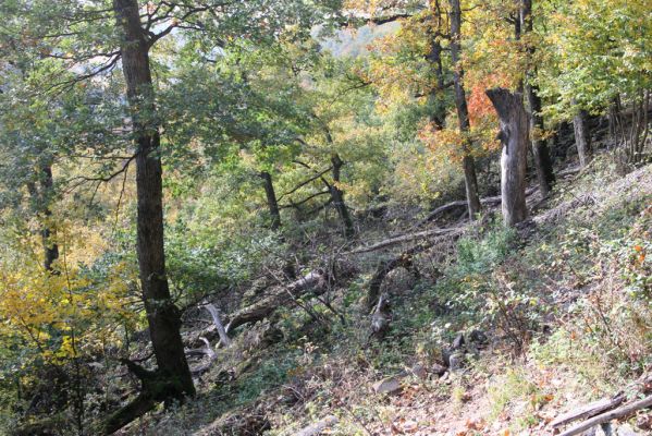 Obyce, 13.10.2013
Pohronský Inovec, Záhradská dolina - vrch Cerov.
Mots-clés: Pohronský Inovec Obyce Záhradská dolina vrch Cerov