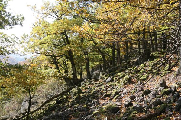 Obyce, 13.10.2013
Pohronský Inovec, Záhradská dolina - vrch Dúbrava.
Klíčová slova: Pohronský Inovec Obyce Záhradská dolina vrch Dúbrava