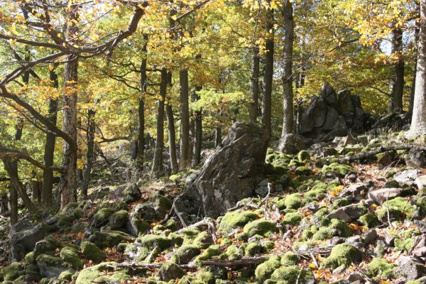 Obyce, 13.10.2013
Pohronský Inovec, Záhradská dolina - vrch Dúbrava.
Schlüsselwörter: Pohronský Inovec Obyce Záhradská dolina vrch Dúbrava