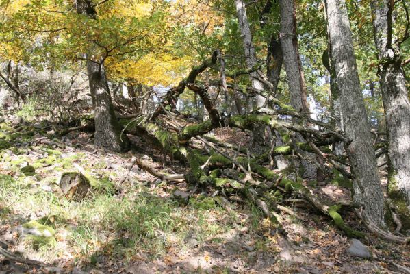 Obyce, 13.10.2013
Pohronský Inovec, Záhradská dolina - vrch Cerov.
Mots-clés: Pohronský Inovec Obyce Záhradská dolina vrch Cerov