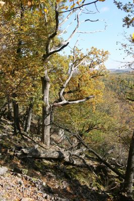 Obyce, 13.10.2013
Pohronský Inovec - Záhradská dolina. Vrch Dúbrava. 
Mots-clés: Pohronský Inovec Obyce Záhradská dolina vrch Dúbrava