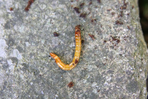 Obyce, 13.10.2013
Pohronský Inovec, Záhradská dolina - vrch Cerov. Larva kovaříka Elater ferrugineus.
Schlüsselwörter: Pohronský Inovec Obyce Záhradská dolina vrch Cerov Elater ferrugineus