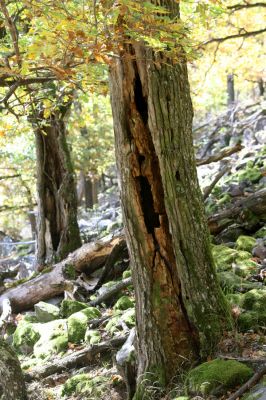 Obyce, 13.10.2013
Pohronský Inovec - Záhradská dolina. Vrch Dúbrava. 
Schlüsselwörter: Pohronský Inovec Obyce Záhradská dolina vrch Dúbrava