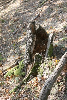 Obyce, 13.10.2013
Pohronský Inovec, Záhradská dolina - vrch Cerov.
Schlüsselwörter: Pohronský Inovec Obyce Záhradská dolina vrch Cerov