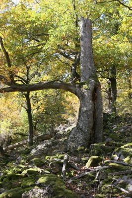 Obyce, 13.10.2013
Pohronský Inovec - Záhradská dolina. Vrch Dúbrava. 
Klíčová slova: Pohronský Inovec Obyce Záhradská dolina vrch Dúbrava