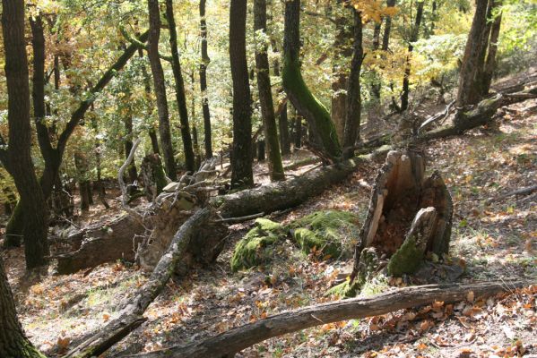 Obyce, 13.10.2013
Pohronský Inovec, Záhradská dolina - vrch Cerov.
Mots-clés: Pohronský Inovec Obyce Záhradská dolina vrch Cerov