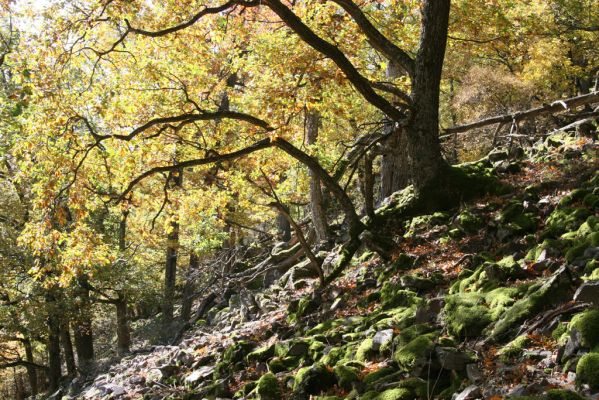 Obyce, 13.10.2013
Pohronský Inovec - Záhradská dolina. Vrch Dúbrava. 
Mots-clés: Pohronský Inovec Obyce Záhradská dolina vrch Dúbrava