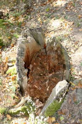 Obyce, 13.10.2013
Pohronský Inovec, Záhradská dolina - vrch Cerov.
Klíčová slova: Pohronský Inovec Obyce Záhradská dolina vrch Cerov