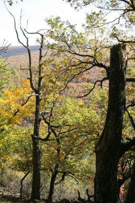 Obyce, 13.10.2013
Pohronský Inovec - Záhradská dolina. Vrch Dúbrava. 
Mots-clés: Pohronský Inovec Obyce Záhradská dolina vrch Dúbrava