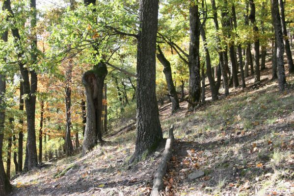 Obyce, 13.10.2013
Pohronský Inovec, Záhradská dolina - vrch Cerov.
Mots-clés: Pohronský Inovec Obyce Záhradská dolina vrch Cerov Elater ferrugineus Ischnodes sanguinicollis