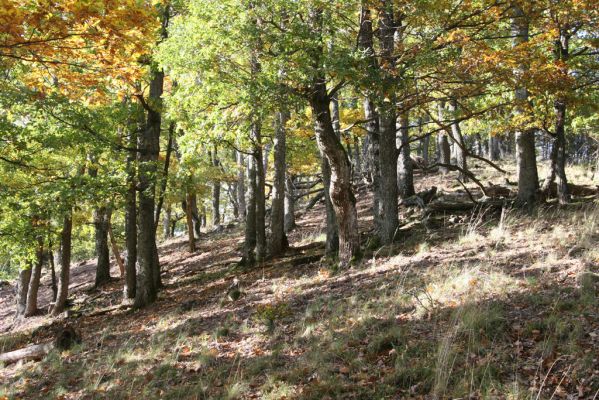 Obyce, 13.10.2013
Pohronský Inovec, Záhradská dolina - vrch Cerov.
Schlüsselwörter: Pohronský Inovec Obyce Záhradská dolina vrch Cerov