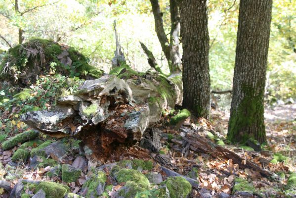 Obyce, 13.10.2013
Pohronský Inovec - Záhradská dolina. Vrch Dúbrava. 
Schlüsselwörter: Pohronský Inovec Obyce Záhradská dolina vrch Dúbrava