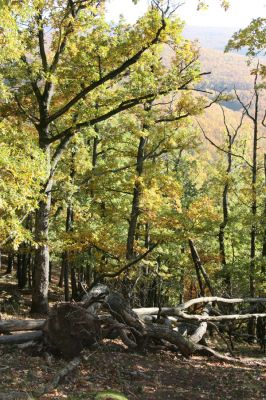 Obyce, 13.10.2013
Pohronský Inovec, Záhradská dolina - vrch Cerov.
Klíčová slova: Pohronský Inovec Obyce Záhradská dolina vrch Cerov