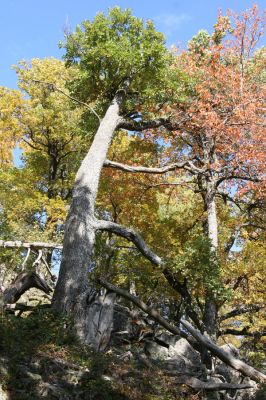 Obyce, 13.10.2013
Pohronský Inovec - Záhradská dolina. Vrch Dúbrava. 
Klíčová slova: Pohronský Inovec Obyce Záhradská dolina vrch Dúbrava