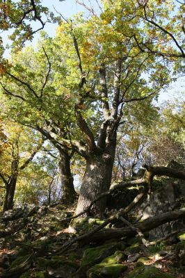 Obyce, 13.10.2013
Pohronský Inovec, Záhradská dolina - vrch Cerov.
Klíčová slova: Pohronský Inovec Obyce Záhradská dolina vrch Cerov