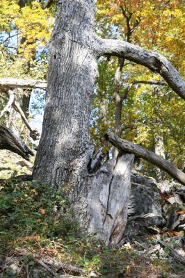 Obyce, 13.10.2013
Pohronský Inovec - Záhradská dolina. Vrch Dúbrava. 
Mots-clés: Pohronský Inovec Obyce Záhradská dolina vrch Dúbrava Ampedus cardinalis nigerrimus