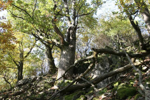 Obyce, 13.10.2013
Pohronský Inovec, Záhradská dolina - vrch Cerov.
Schlüsselwörter: Pohronský Inovec Obyce Záhradská dolina vrch Cerov