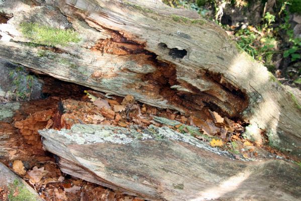 Obyce, 13.10.2013
Pohronský Inovec - Záhradská dolina. Vrch Dúbrava. 
Schlüsselwörter: Pohronský Inovec Obyce Záhradská dolina vrch Dúbrava