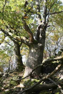 Obyce, 13.10.2013
Pohronský Inovec, Záhradská dolina - vrch Cerov.
Schlüsselwörter: Pohronský Inovec Obyce Záhradská dolina vrch Cerov