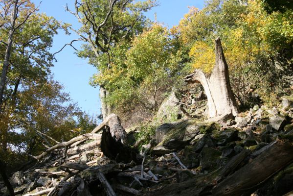 Obyce, 13.10.2013
Pohronský Inovec, Záhradská dolina - vrch Cerov.
Mots-clés: Pohronský Inovec Obyce Záhradská dolina vrch Cerov